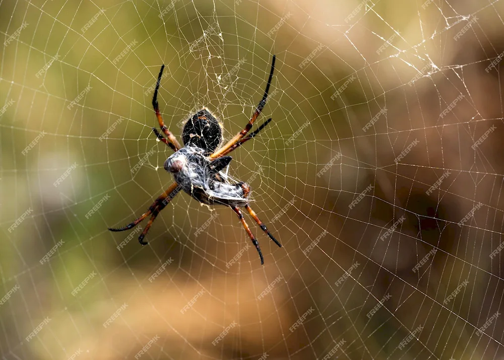 Tiger spider