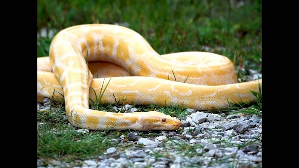 Albino python