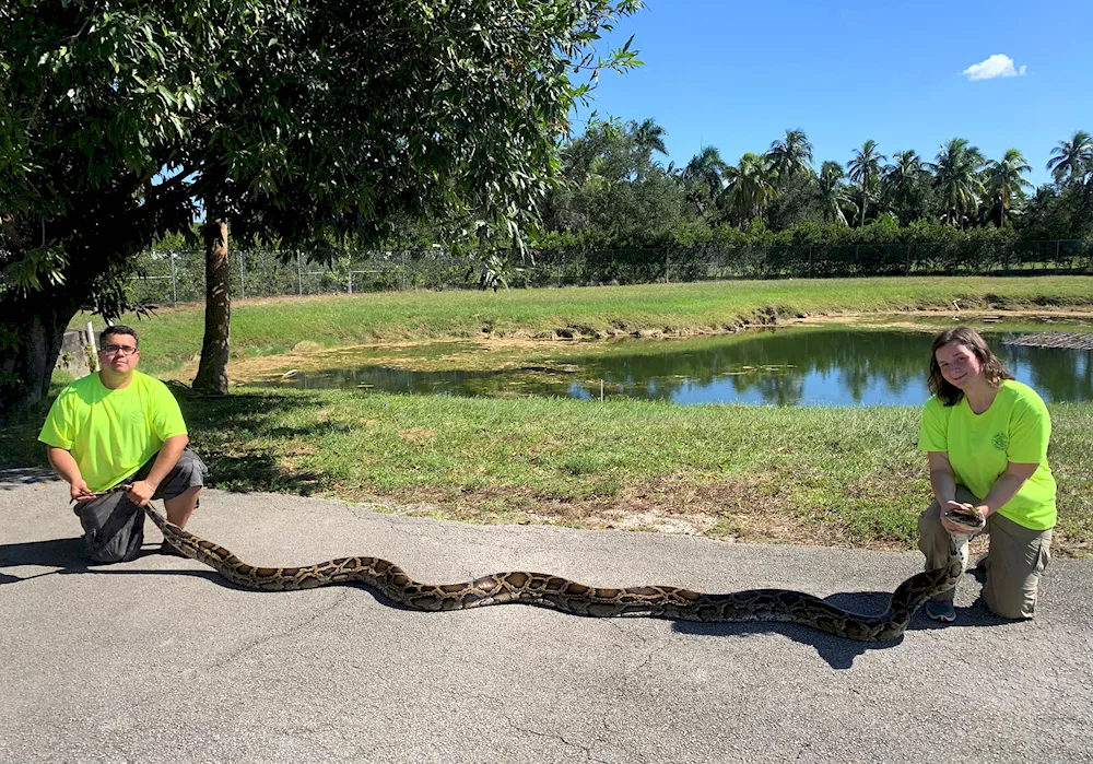 Tiger python Florida