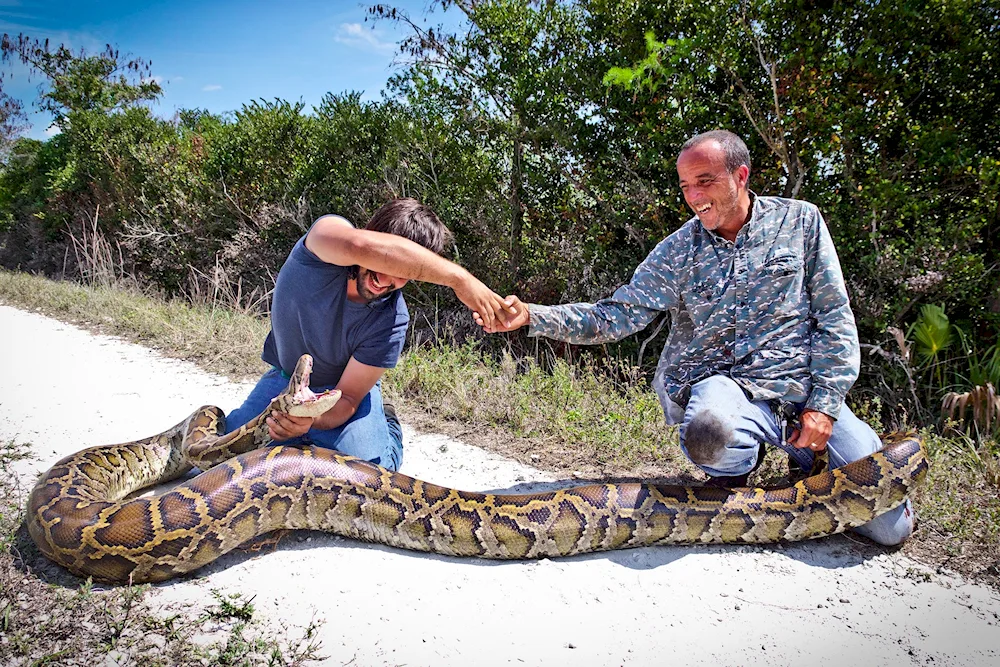 Tiger python Florida