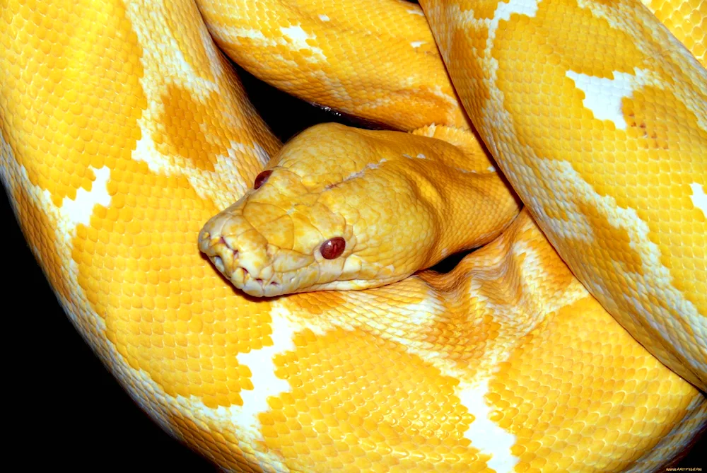 Sobacoheaded boa