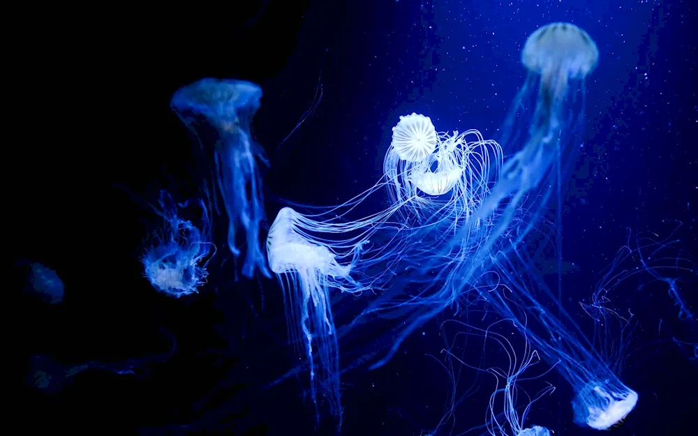 Pacific luminescent jellyfish