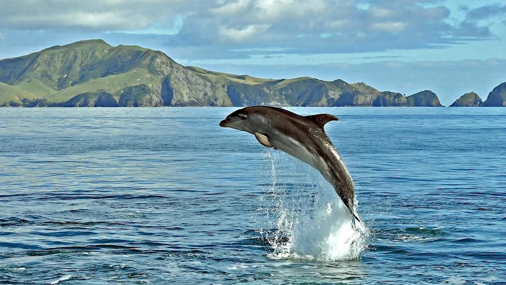 Pacific white-sided dolphin