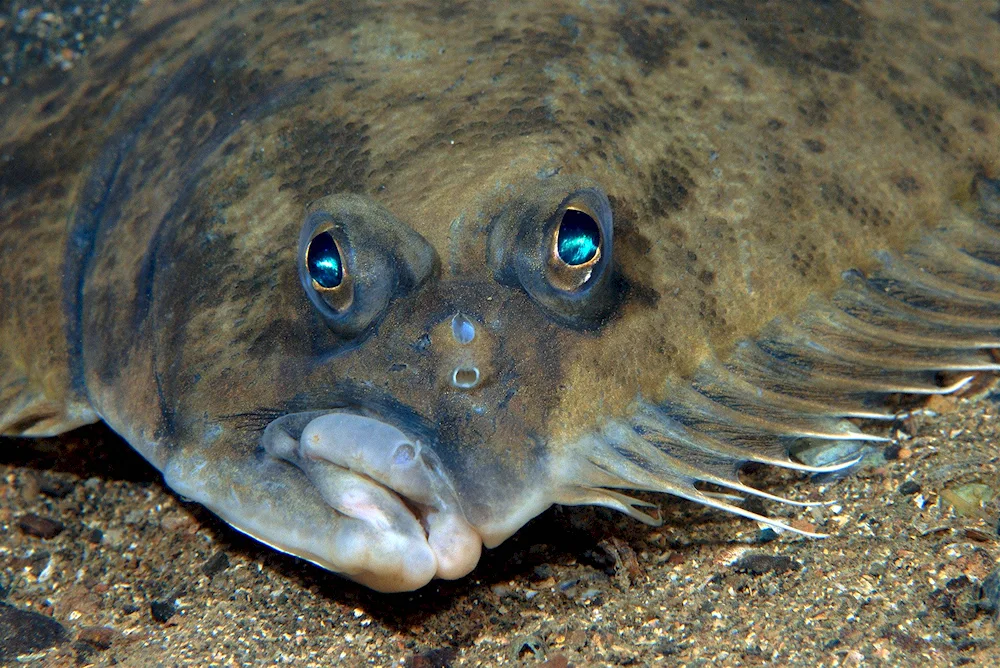 Pacific white-sided halibut