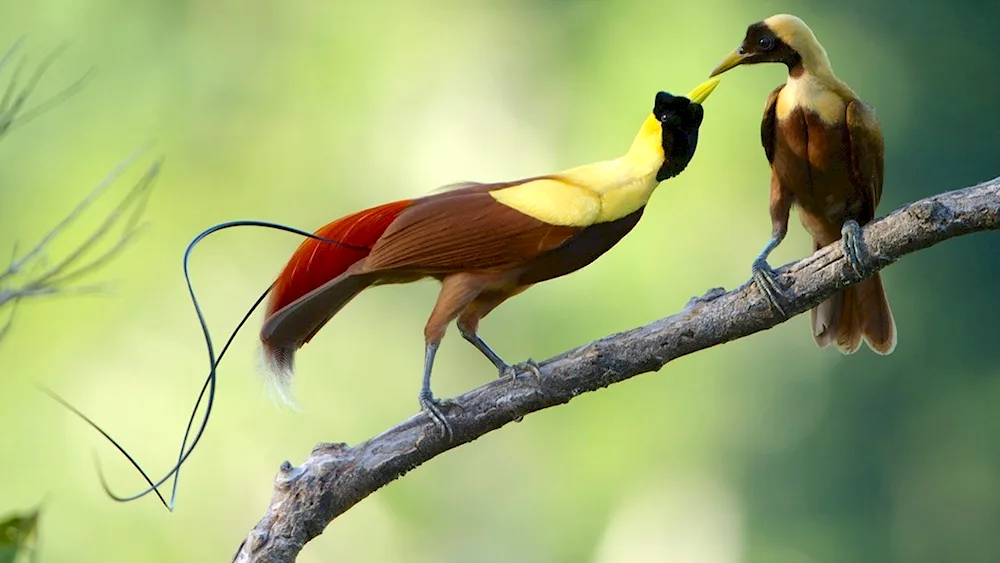 Laman's Chickadee. Birds of Paradise