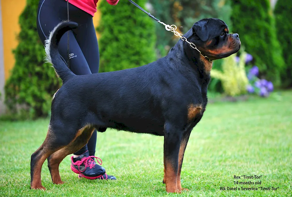 Timit Tor Rottweiler