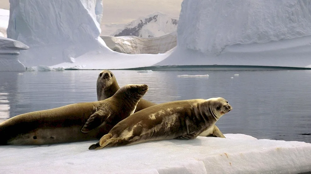 The Arctic Ocean seal