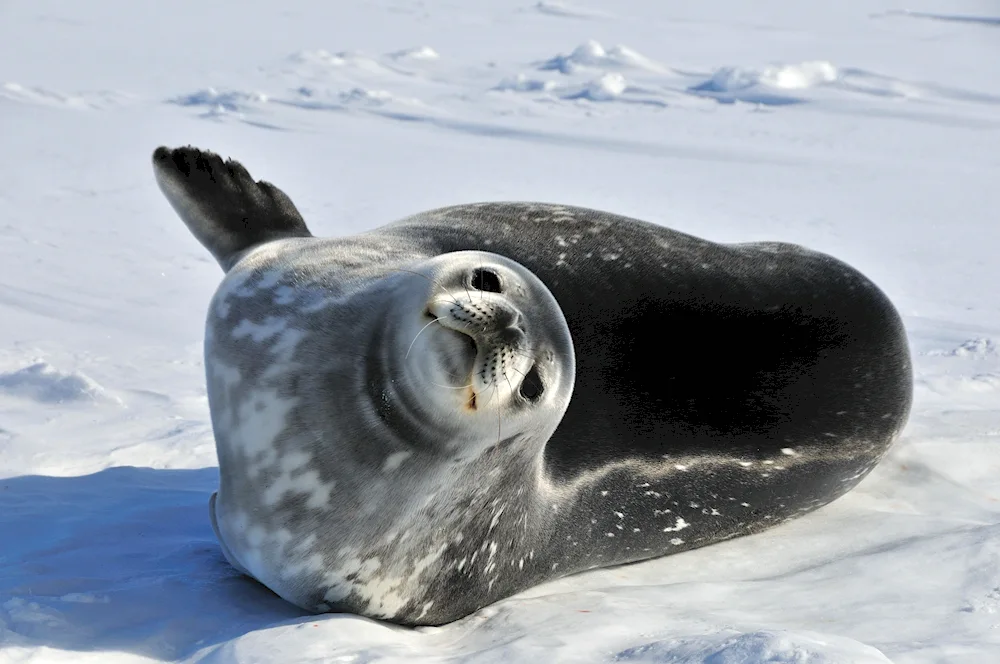 Waddell's Seal