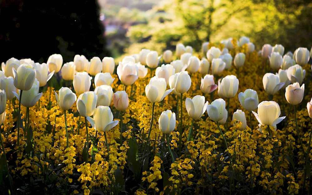 Algarve tulip