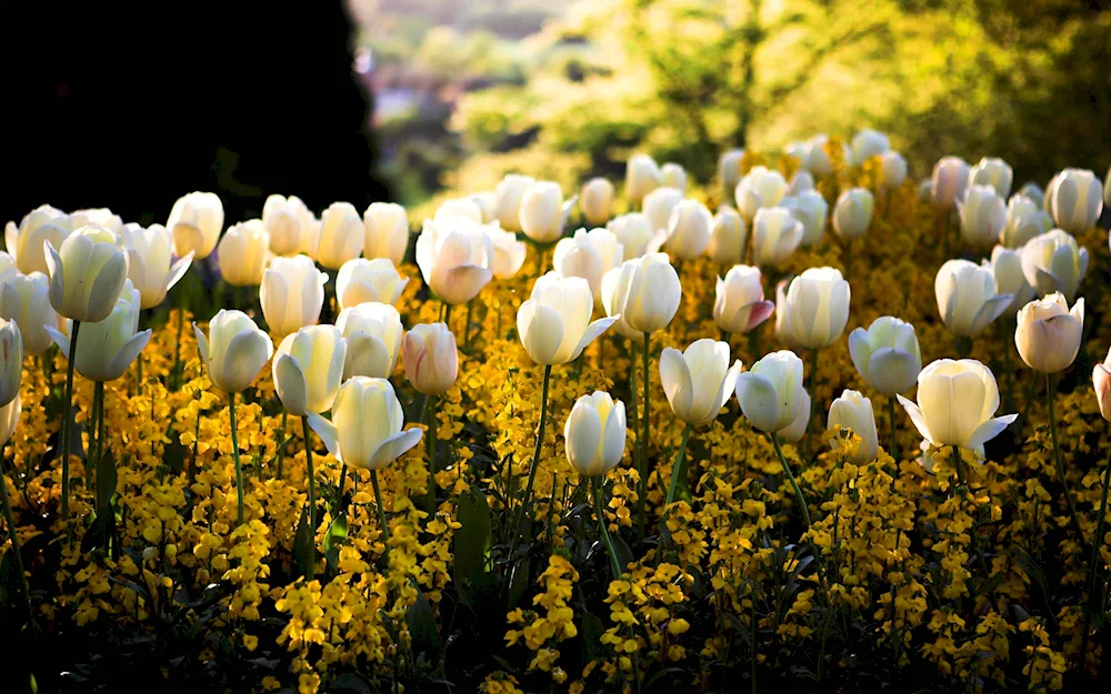 Flowers. Hyacinth white