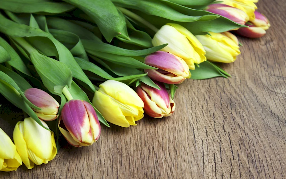 Tulip flowers