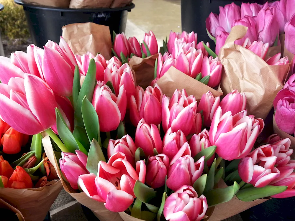 Jumbo Pink tulips