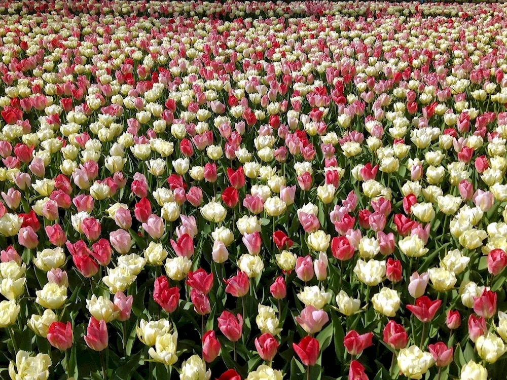 Tulip Empire