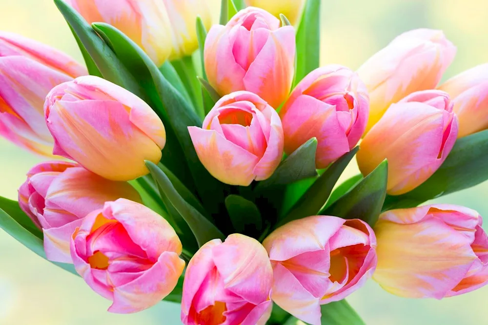 Pink tulips