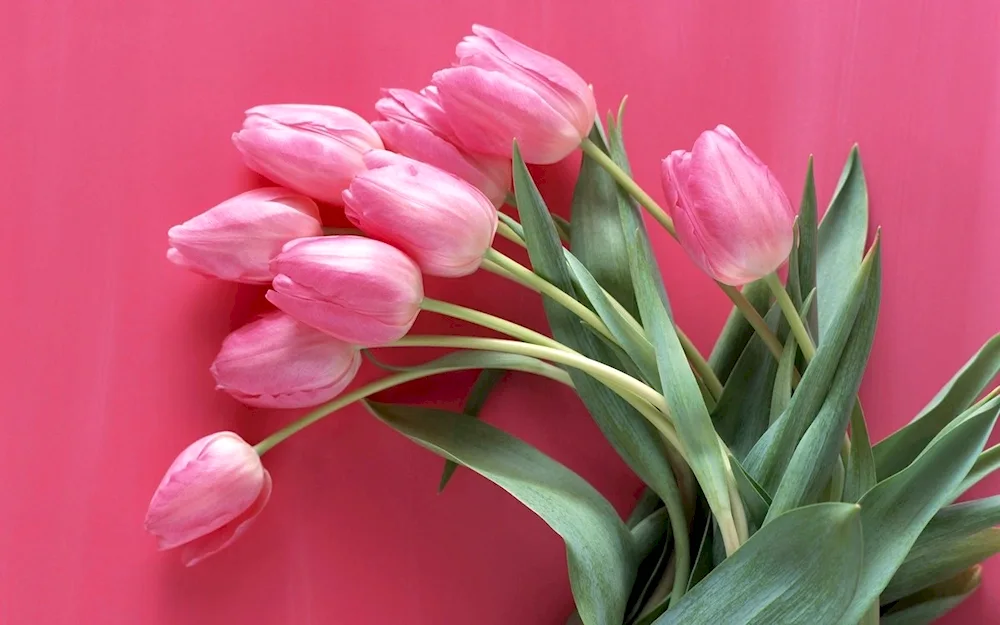 Cotton tulips