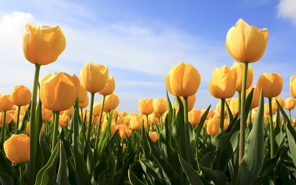 Beautiful tulips