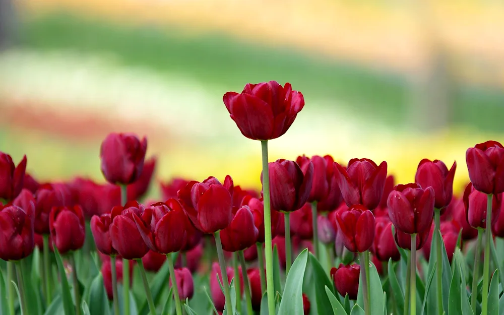 Pink tulips