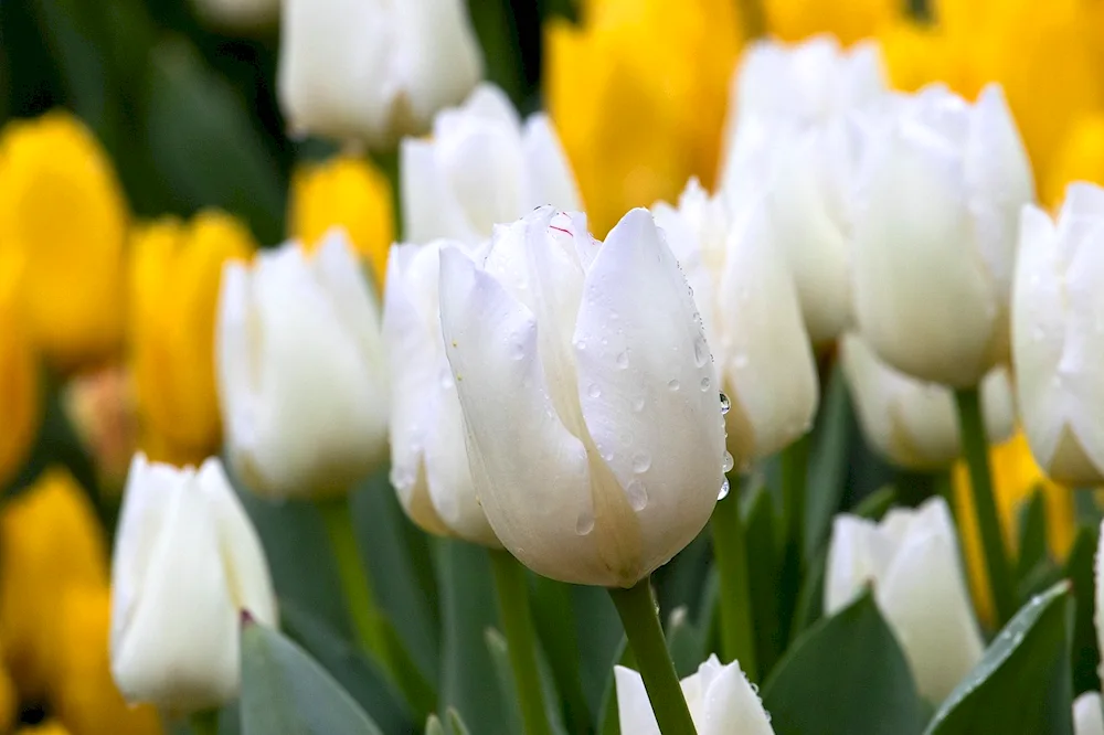 White tulips