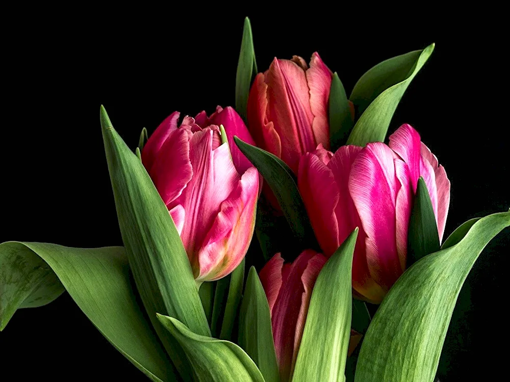 Purple tulip bouquet