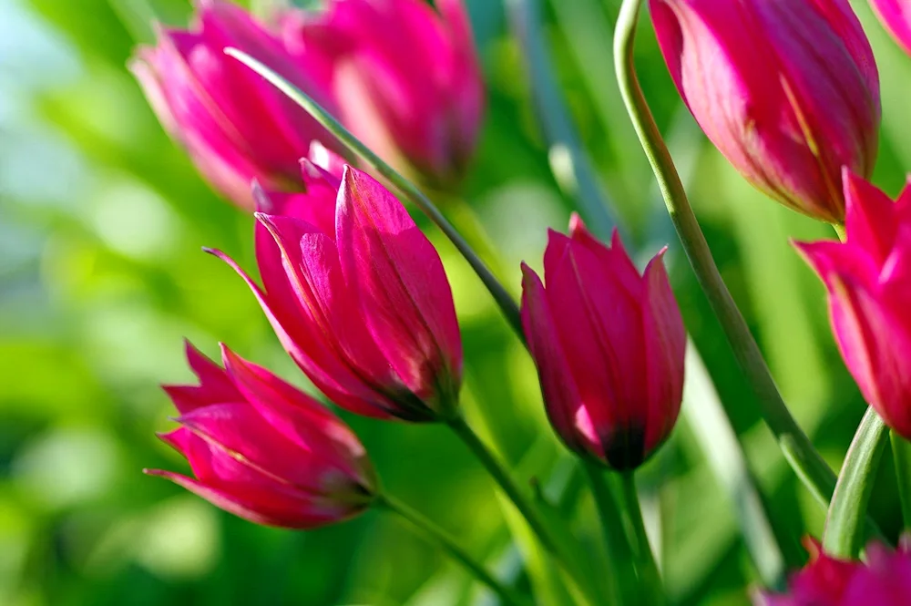 Tulip tulip flowers