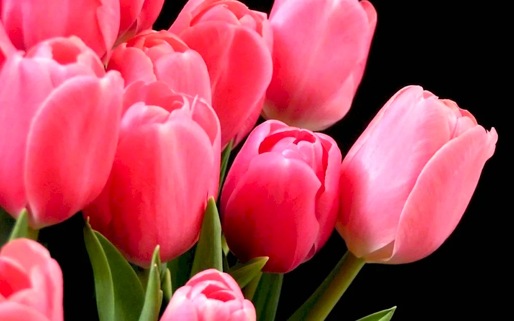 Tulip Pink Ardor