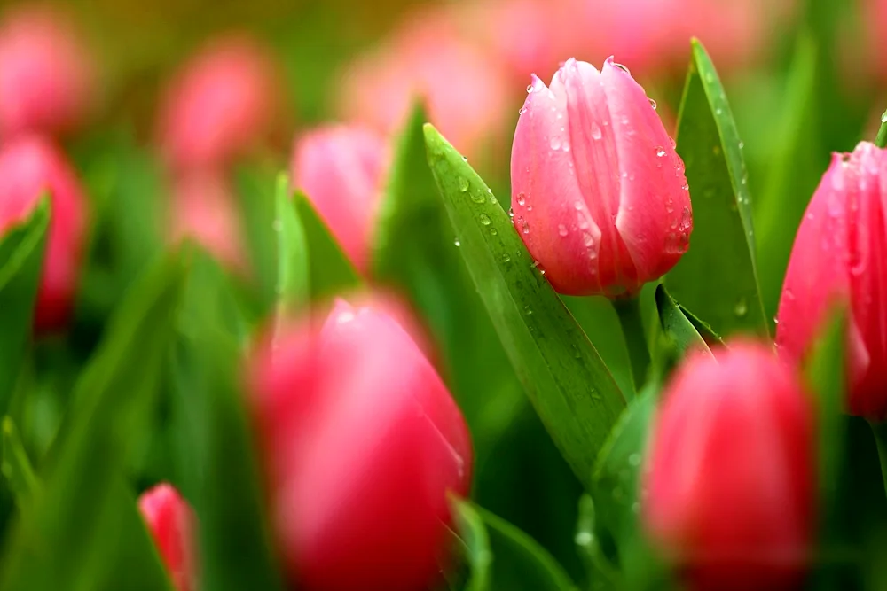 Pink Magic tulips