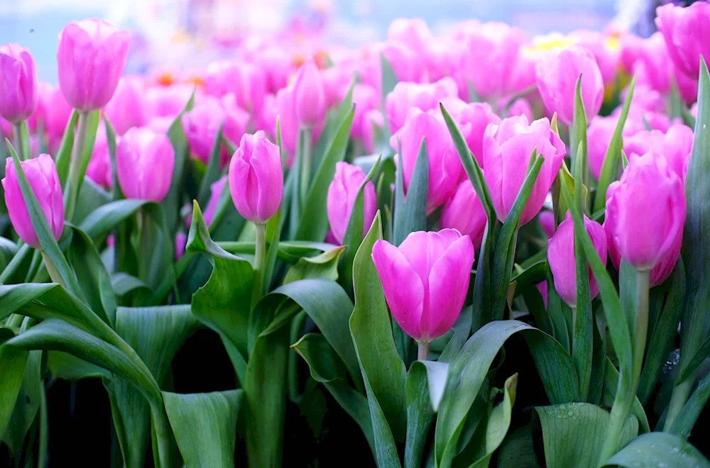 Tulip Pink. Magic