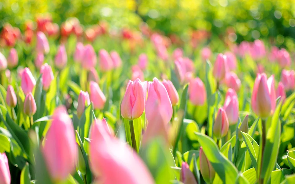 Flowers in the woods