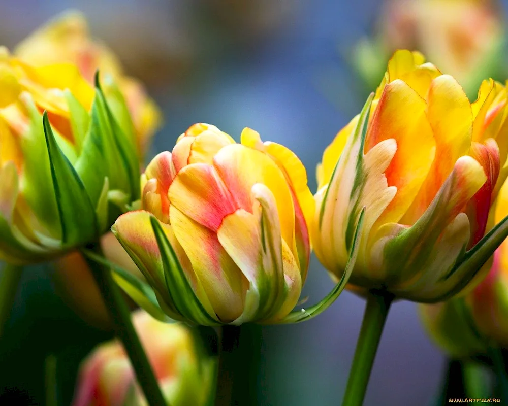 Tulip peony red- yellow