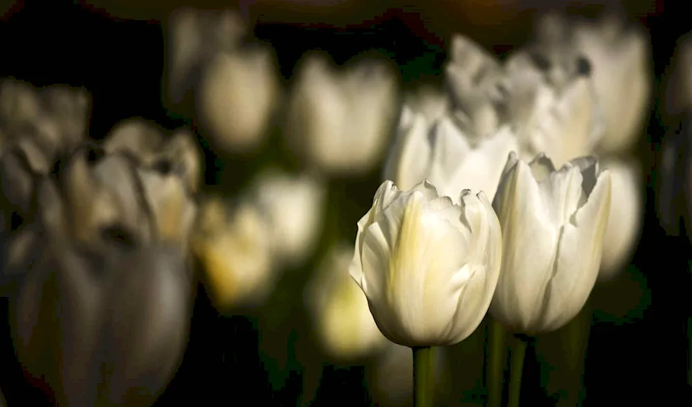 White tulips