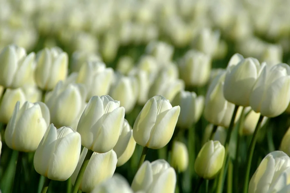 White flowers