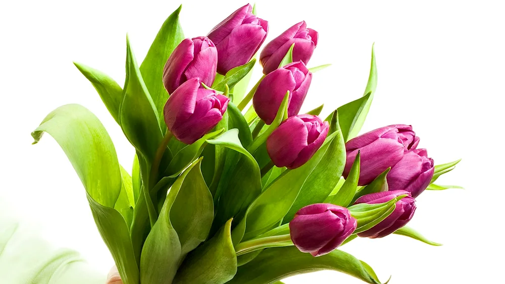 Tulips variegated