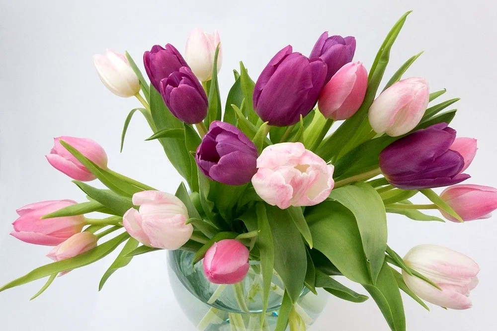 Tulips in a vase