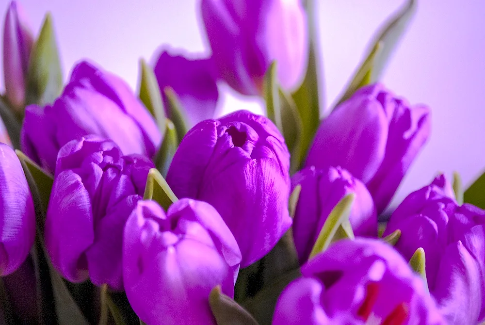 Tulips in a vase