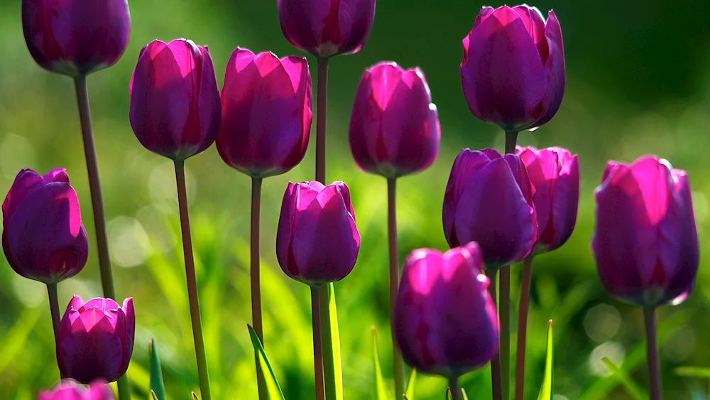 Tulip Purple Rhine