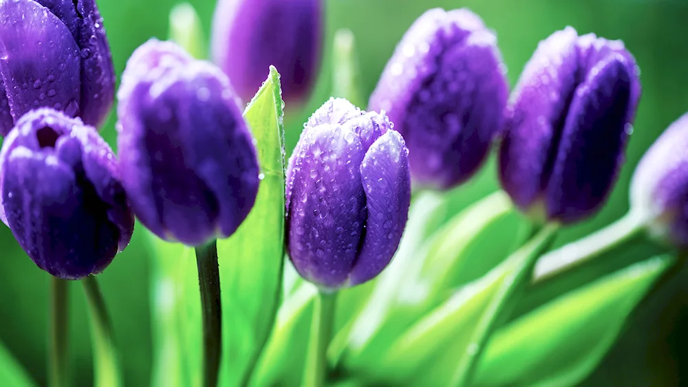 Purple tulip. Sky