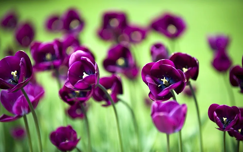 Tulip Purple Sky