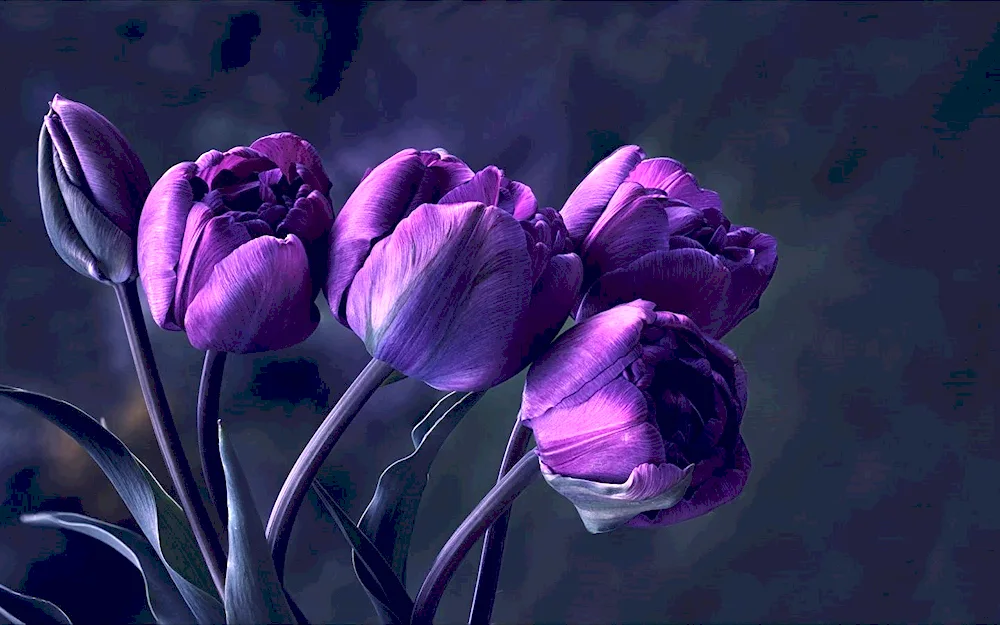 Tulip Purple Bouquet