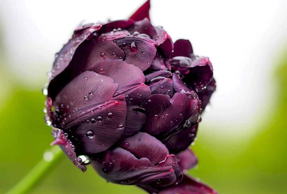 Purple tulip peony