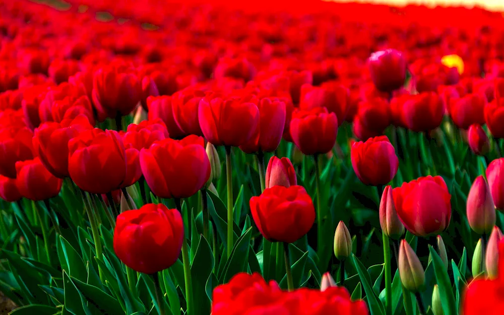 Tulips