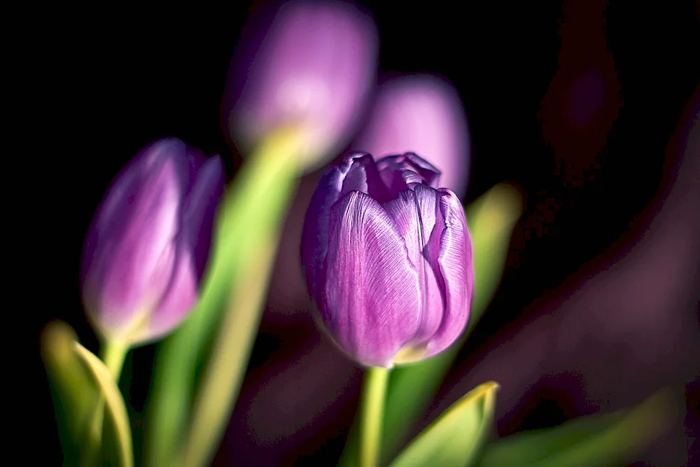 Bright flowers