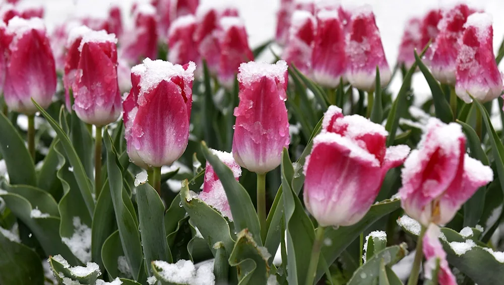 Snow tulip Crystal