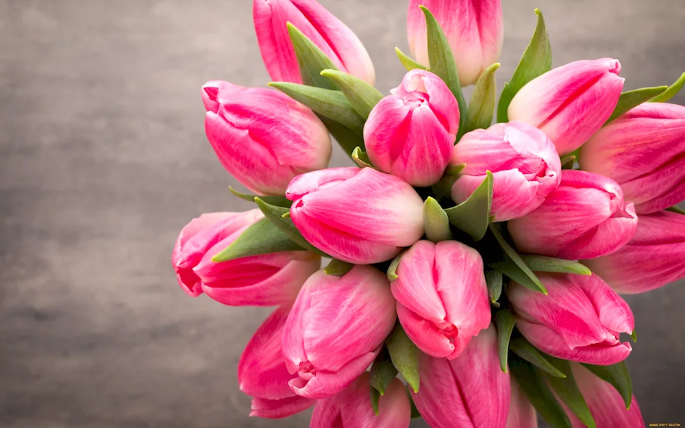 Tulip cuttings