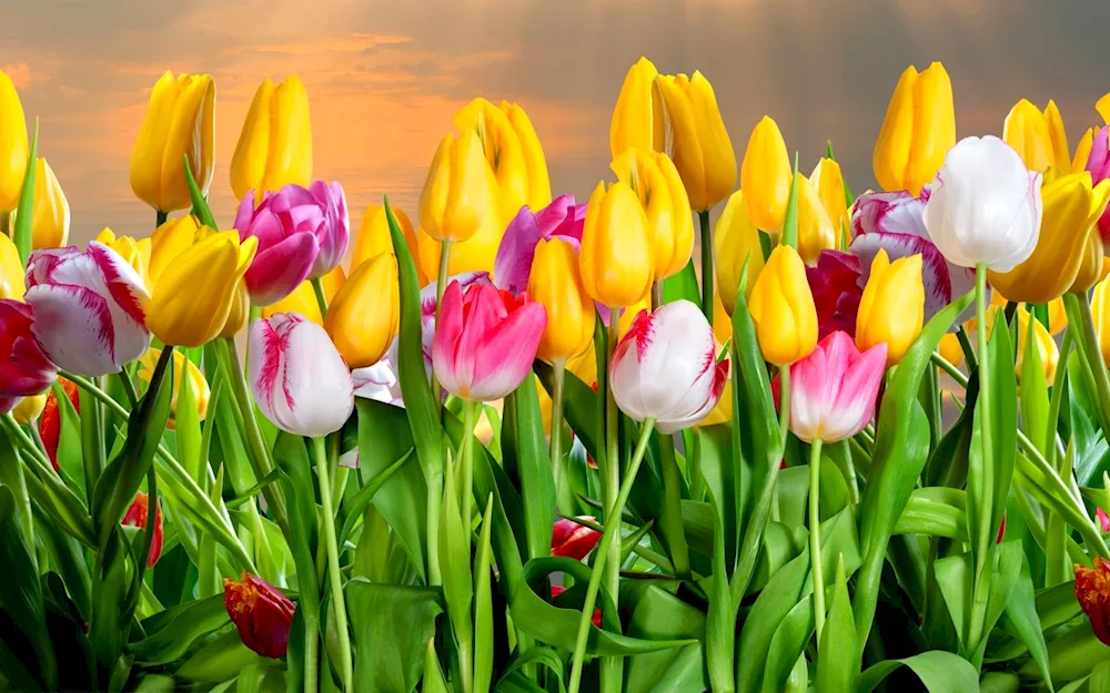 Bright tulips