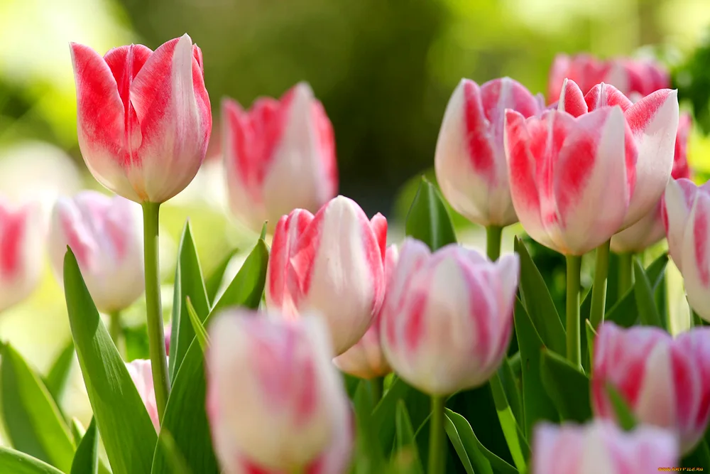 Tulipan Sweet Rosy