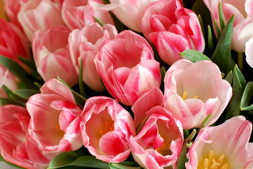 Tulips in a vase