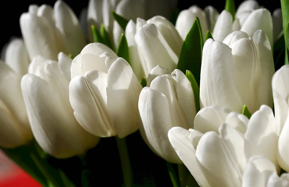 White Tulips