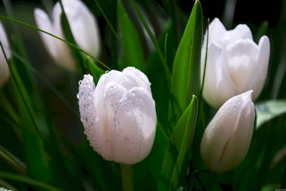 White tulips