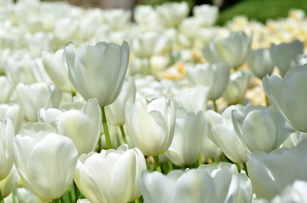 White Liberstar tulip