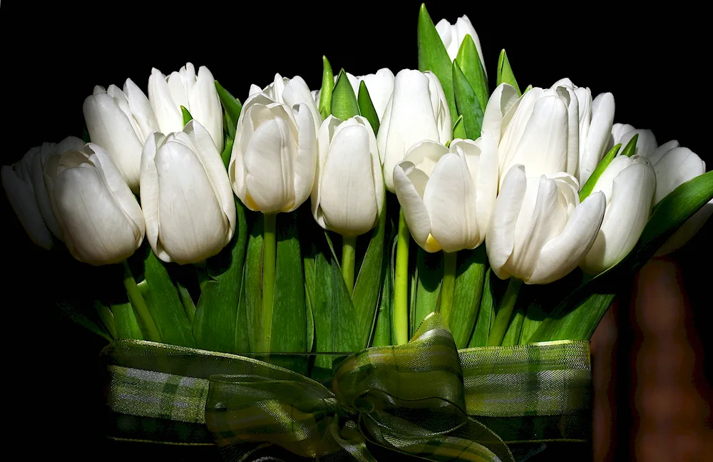 White tulips